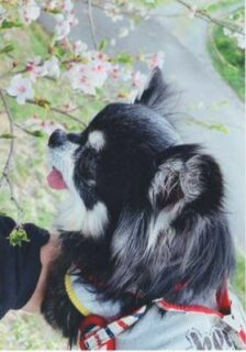 大崎市　Y 様　さくらちゃん