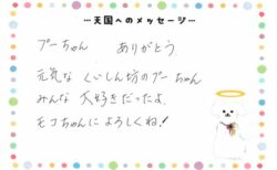 プリンちゃんへのメッセージ