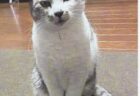 しまちゃんへのメッセージ