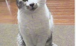 大崎市　秋山様　しまちゃん