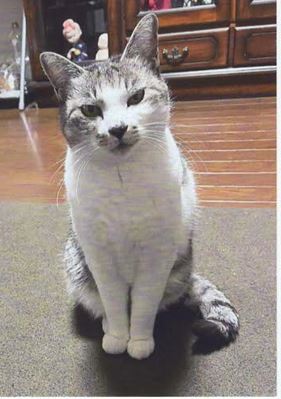 大崎市　秋山様　しまちゃん