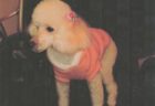 シェリーちゃんへのメッセージ