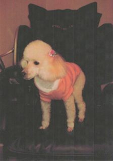 美里町　長沼様　チョコちゃん