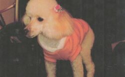 美里町　長沼様　チョコちゃん