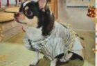 ちろるくんへのメッセージ