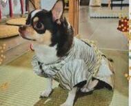 東松島市　栗田様　ちろるくん