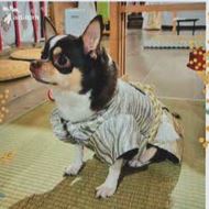 東松島市　栗田様　ちろるくん