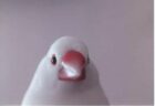 花丸くんへのメッセージ