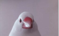 栗原市　O 様　花丸くん
