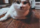福ちゃんへのメッセージ