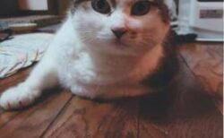 大崎市　N 様　福ちゃん