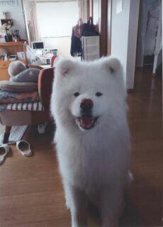 涌谷町　伊藤様　ムックくん