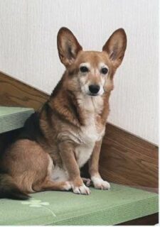 大崎市　Y 様　ロッキーくん