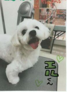 K 市　T 様　エルくん