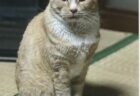 ごうくんへのメッセージ