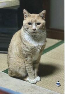 松島町　勝又様　ごうくん