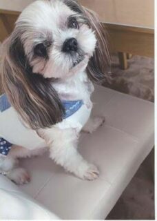 石巻市　A 様　すみれちゃん