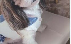 石巻市　A 様　すみれちゃん