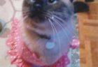 さくらちゃんへのメッセージ