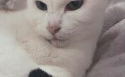 大崎市　佐々木様　たまちゃん