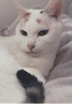 大崎市　佐々木様　たまちゃん