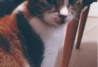 ひな子ちゃんへのメッセージ