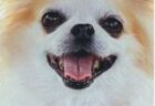 ぽんぽんちゃんへのメッセージ