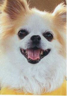 大崎市　T 様　ぽんぽんちゃん