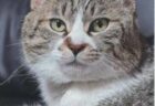 ココくんへのメッセージ