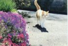 みーちゃんへのメッセージ