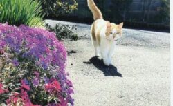 大崎市　C 様　みーちゃん