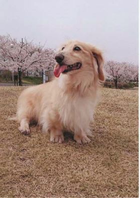 栗原市　髙橋様　塁くん