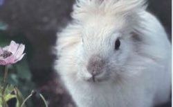 加美町　吉岡様　おもちちゃん