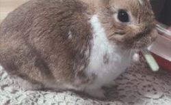 栗原市　鈴木様　くうくん