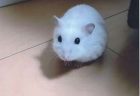 のいちゃんへのメッセージ