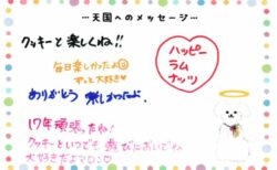 マロンちゃんへのメッセージ